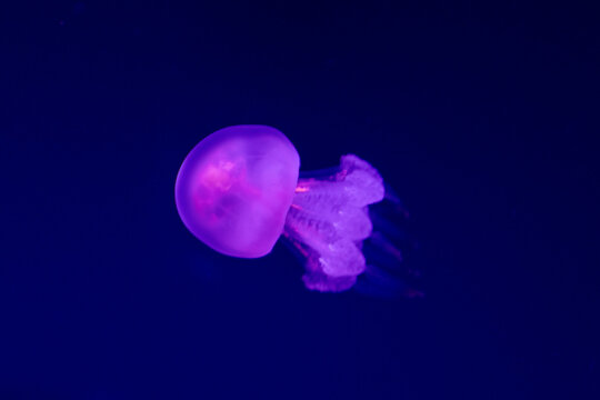 Edible Jellyfish: Delicacy from the Depths of the Ocean