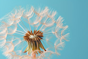 Dandelion seeds on blue