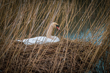 a swan sits brooding in its nest