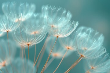 Dandelion seeds on blue
