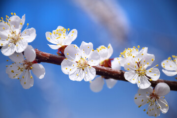 Beautiful floral spring abstract background of nature. Branches of blossoming apricot macro with soft focus on gentle light blue sky background. For easter and spring greeting cards with copy