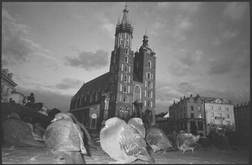 Pigeons in close-up in an old European city on black and white film