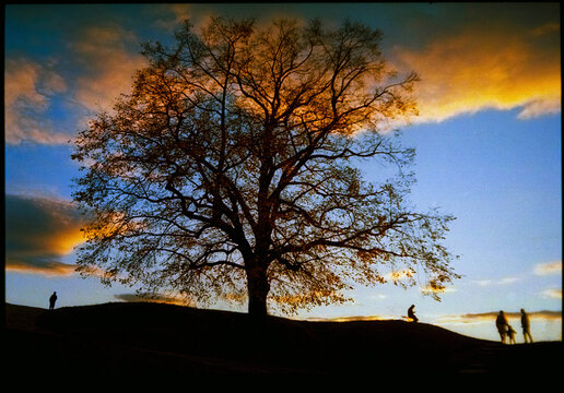 Autumn landscape with a beautiful tree with a sunset sky and people
