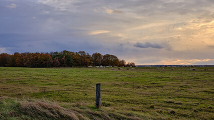 COUNTRYSIDE VIEW and cows in sunset