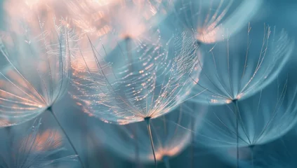  Dandelion seeds on blue © paul