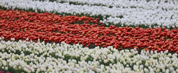 Fototapeta premium champ de tulipes en Provence