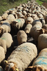 moutons en transhumance en Haute Provence - obrazy, fototapety, plakaty