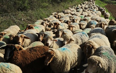 moutons en transhumance en Haute Provence - obrazy, fototapety, plakaty