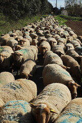 moutons en transhumance en Haute Provence