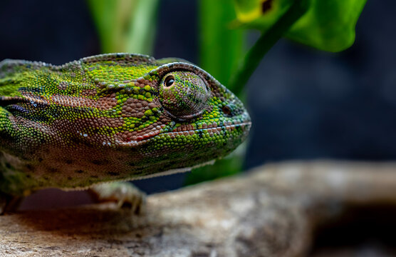 Macro Photo of a Carpet Chameleon