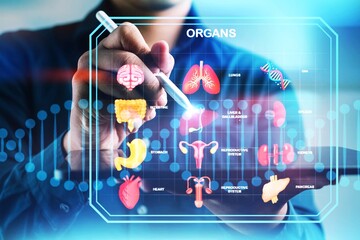A man is drawing organs on a computer screen. The organs include the heart, lungs, and stomach