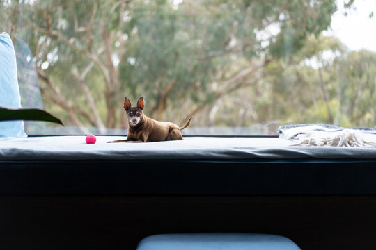Min Pin relaxing on day bed