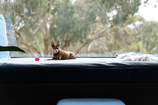 Miniature Pinscher with her favourite Pink Ball 
