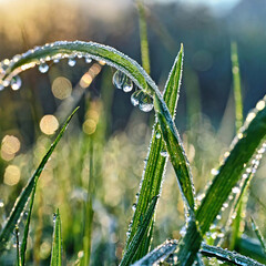 Early in the morning, dew forms on the grass blades.