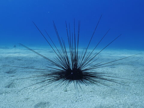 sea urchin close up underwater moving
long spines ocean scenery