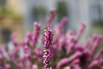 Beautiful close up look on heather also known as Erica carnea.