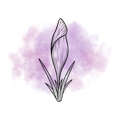 Spring flower crocus line art sketch on watercolor background, saffron graphic drawing, wildflower illustration. Hand drawn botanical outline art. Design element for background, logo, postcard