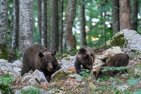 Family of slovenian bears in forest.