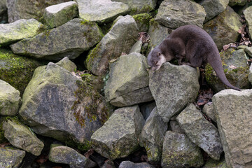 Little otter outside in the paddock.
