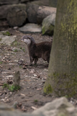 Little otter outside in the paddock.