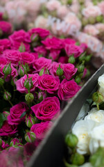 Vibrant Pink Roses Blossoming in a Lush Garden, soft-focus background in a lush garden setting, conveying romance and beauty.