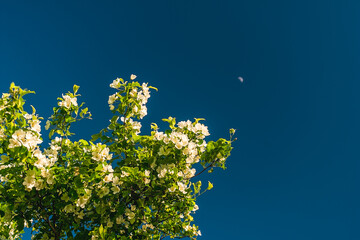 Tree branches with small flowers. Tree foliage and many small white flowers among it.