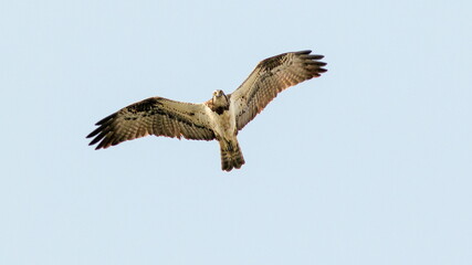 osprey in flight