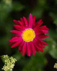 Obraz premium Vibrant red daisy bloom amidst lush greenery wallpaper, background.