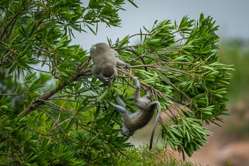two vervet monkeys playing in a tree