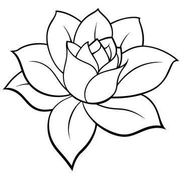 sketch of lotus flower
