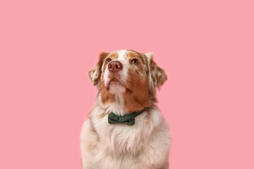 Australian Shepherd dog with bow tie on pink background