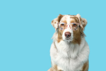 Cute Australian Shepherd dog with eyeglasses on blue background