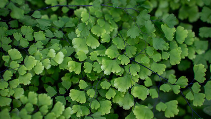 Close-up of a lush green Maidenhair Fern with detailed leaves providing a natural background,...