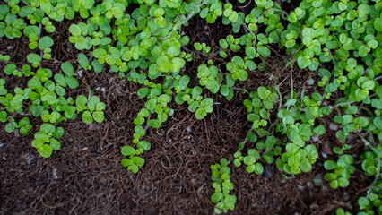 Close-up view of vibrant green seedlings emerging from rich, brown fertile soil, symbolizing growth...