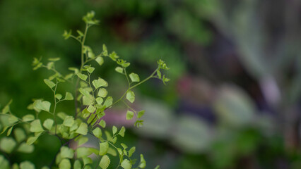 Fresh Leaves and Natural Growth, fresh growth of green leaves, symbolizing new life and natural beauty in a tranquil setting.