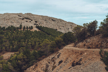 Camino entre árboles en la montaña con nubes bajas.