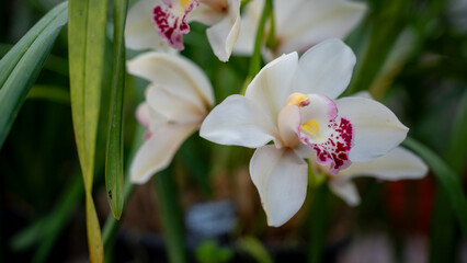 Close-up of stunning white orchids with pink speckles flourishing in a natural green environment, conveying serenity and the beauty of flora.