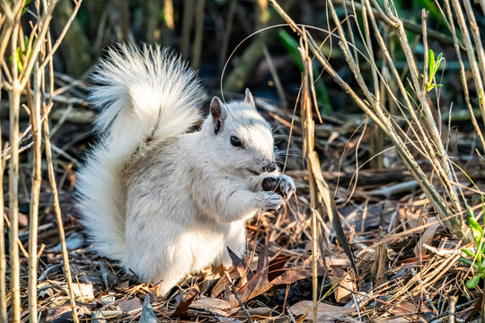 white squirrel in the grass