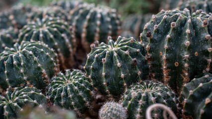 Obraz premium Vibrant Cactus Plants in a Serene Desert Garden, unique textures and patterns in a peaceful desert greenhouse setting.