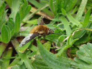 Dark-edged bee-fly (Bombylius major), also known as large bee-fly or greater bee-fly, male resting on green leaves
