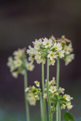 Primrose in detail on the flower.
