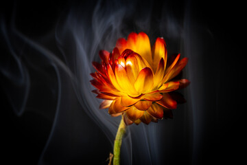 Strawflower Straw flower Artistic smoke and fire burning flower