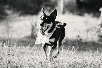 Happy pet dog running through field off leash for exercise.