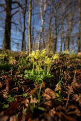 Obraz premium Yellow flowers of spring primrose in the forest.