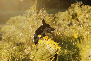 Pet dog lifestyle image shows adopted mutt in Texas field at sunset.