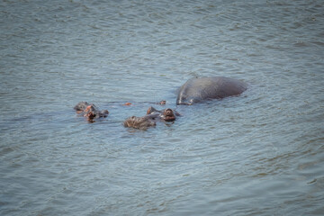 Family of hippos in the water