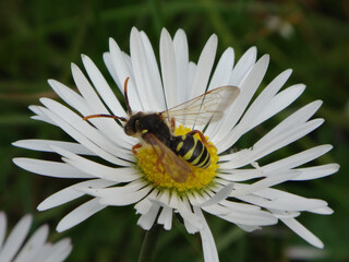 Gooden's nomad bee (Nomada goodeniana), male feeding on a white daisy