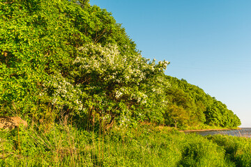 The rays of the sun breaking through the dense forest thickets of green plants. Rays between the leaves of dense thickets of taiga plants.