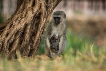 Vervet monkey with baby sitting near a tree