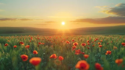 Poster Beautiful field with poppies at sunset. There are poppy flowers below and green grass above the sun © olegganko